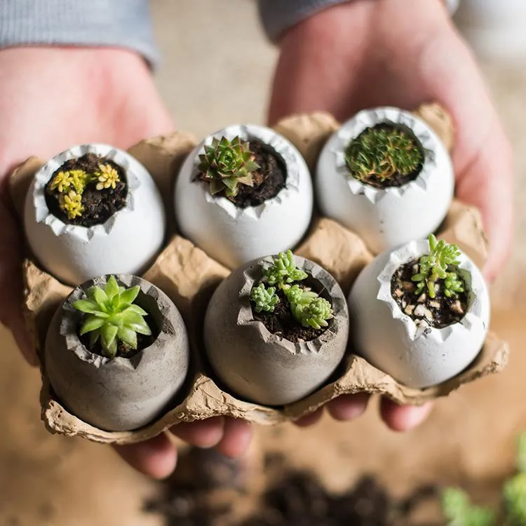 Eggshell-Shaped Planters in Egg Crate