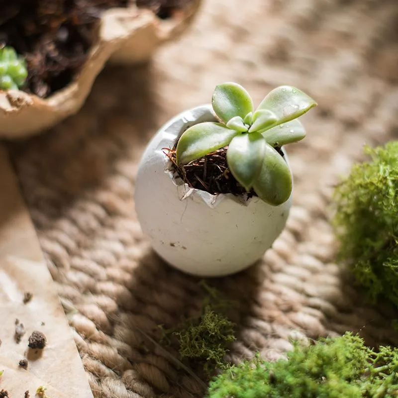 Eggshell-Shaped Planters in Egg Crate