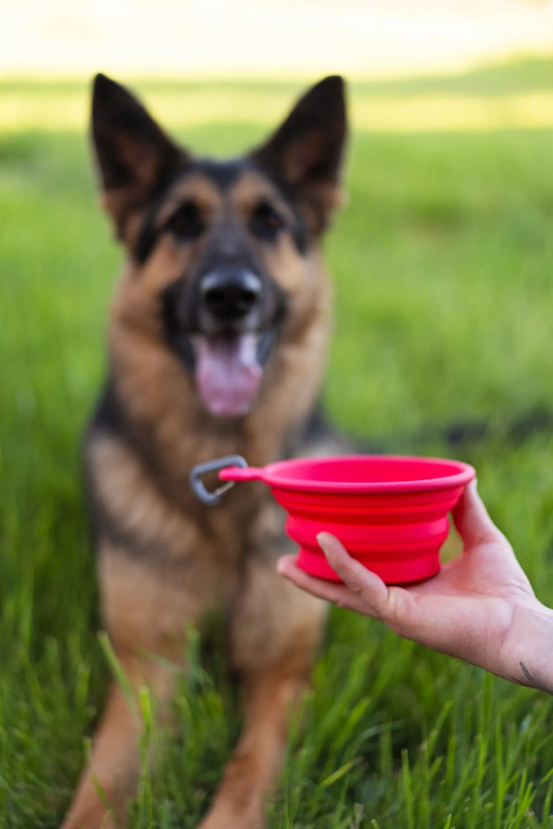 Silicone Collapsible Dog Bowl, Small, 1.75 Cup Bowl